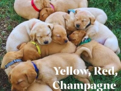 Purebred English AKC Labradors RTG!
