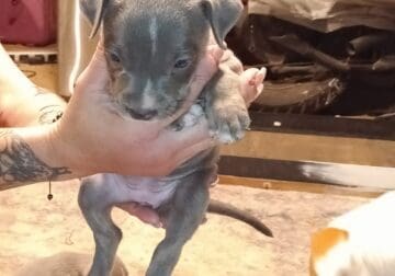 Pitbull mix puppies
