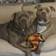 American Bully xl