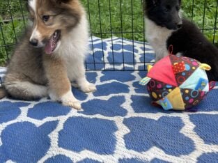 Shelties tris and blue Merle’s