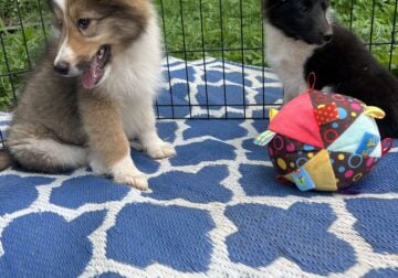 Shelties tris and blue Merle’s