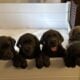 AKC Labrador Retrievers Charcoal & Silver