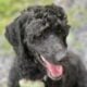 Standard Poodle
