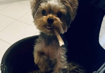 2-year-old male Yorkie