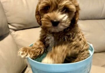 Cockapoo puppies