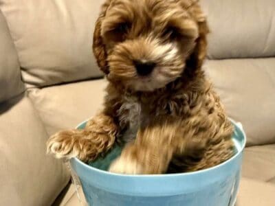 Cockapoo puppies