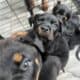 Rottweiler pups akc