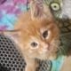 Maine Coon Polydactyl Orange Tabby Male