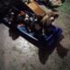 Cuddly, cute unique pitbull puppies