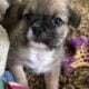 Tinybear’s French/Shih tzu