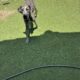 Great Dane