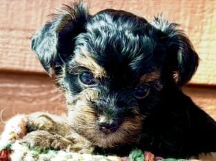 Toy poodle puppies yorki poo