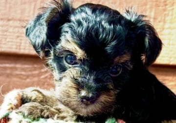 Toy poodle puppies yorki poo