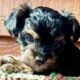Toy poodle puppies yorki poo
