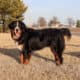 Full AKC Registration – Beau