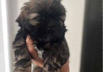 Shi Tzu puppy’s
