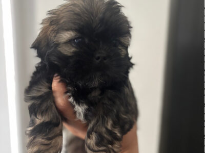 Shi Tzu puppy’s