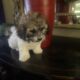 Cavachon
