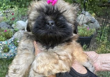 Shih Tzu