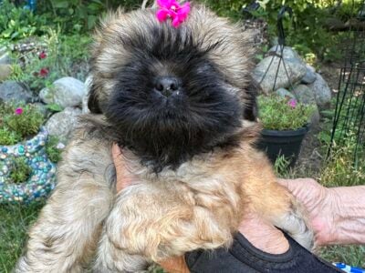Shih Tzu