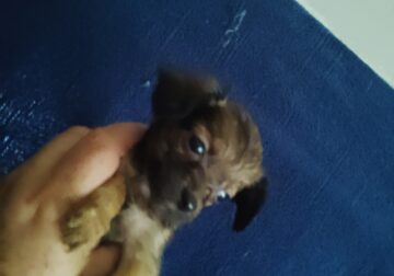 Tiny fluffy black brown Chihuahua puppy