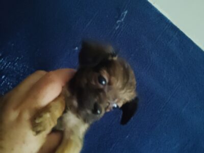 fluffy black brown Chihuahua puppy