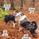 Australian shepherd puppy