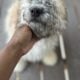 Mini poodle/dashound