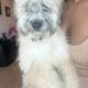 Mini poodle/dashound