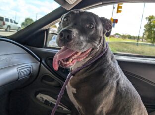 Blue Nose Pitbull