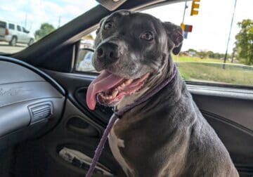 Blue Nose Pitbull