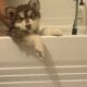 Female Alaskan Malamutes (8 weeks old)