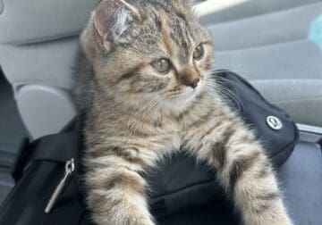 Sweet 14-Week-Old Kitten – Calm, Affectionate, and