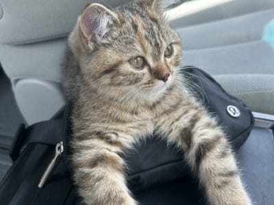 Sweet 14-Week-Old Kitten – Calm, Affectionate, and