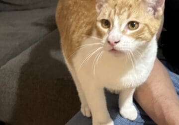 Orange cat
