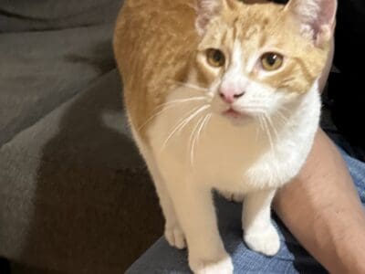 Orange cat