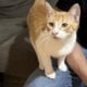 Orange cat