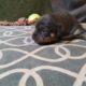 Dachshund Chihuahua mix