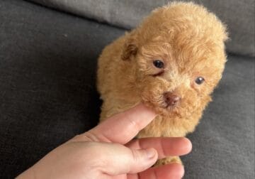 Toy & Mini Poodles