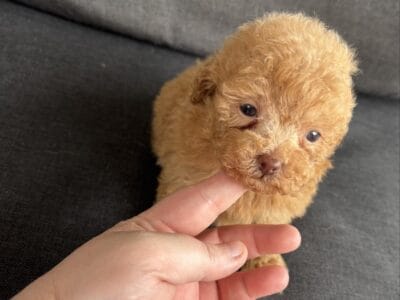 Toy & Mini Poodles