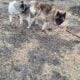 Rehoming Pregnant American Akita Female
