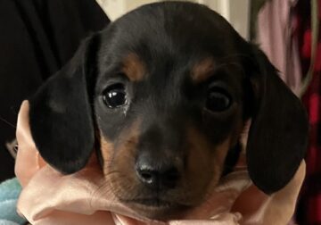 Dachshund puppies