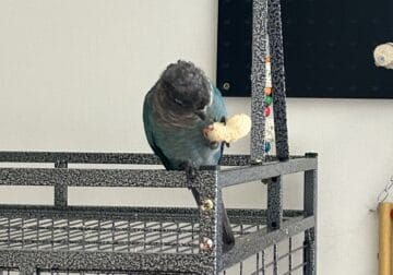 Tourquise, yellow sided conjure 2 parrots 2 cages