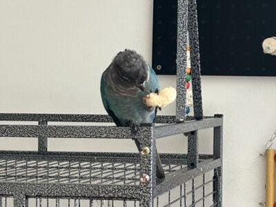 Tourquise, yellow sided conjure 2 parrots 2 cages