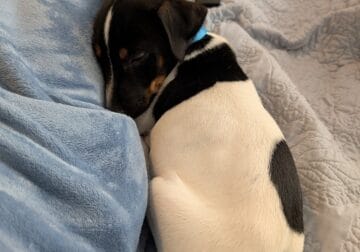 Herbert – 4m – Jack Russell Terrier – Male