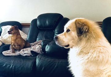 Great Pyrenees