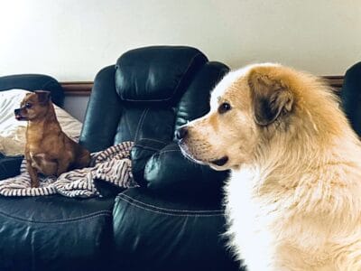 Great Pyrenees