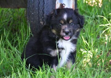 Black Tri Mini Female Aussie