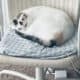 White Cat to Rehome