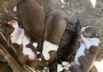 Boglen Terrier puppies